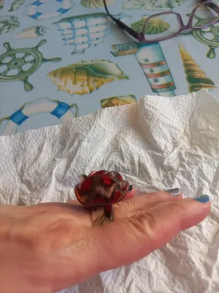 Anillo Rosa Roja Ajustable