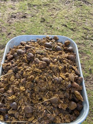 Estiércol de caballo