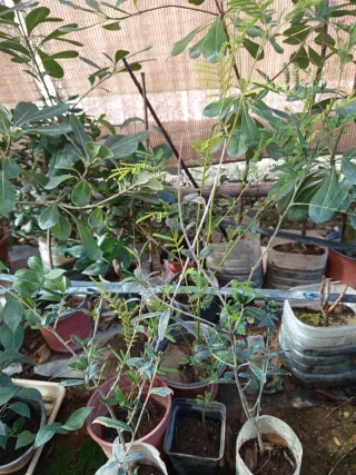 4 Plantitas: Hibisco,granado, acacia, acebuche