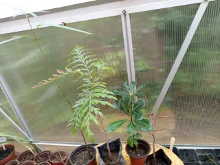 4 Plantitas: Hibisco,granado, acacia, acebuche