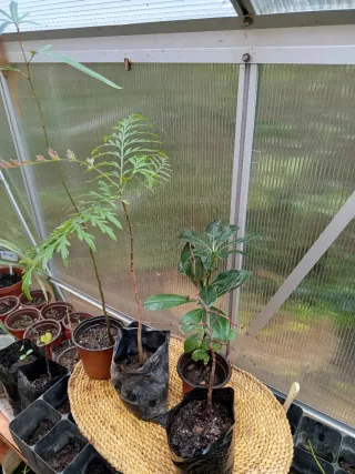 4 Plantitas: Hibisco,granado, acacia, acebuche