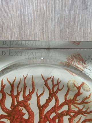 Cenicero de cristal con coral rojo