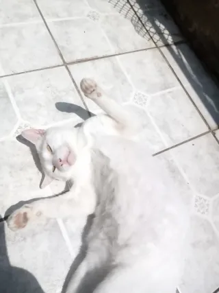 Cuidadora de perros y gatos