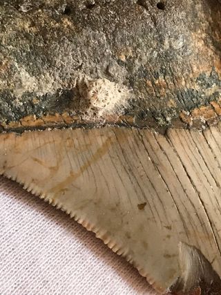 Fósil Megalodón 20 Millones Años + Regalo