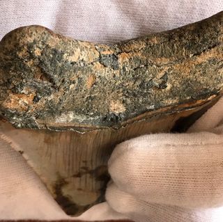 Fósil Megalodón 20 Millones Años + Regalo