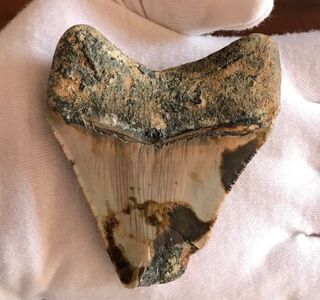 Fósil Megalodón 20 Millones Años + Regalo