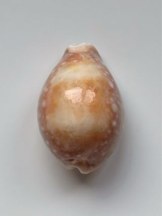 Caracola GIANT! - (dama)