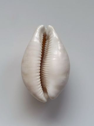 Caracola GIANT! - (dama)