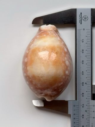 Caracola GIANT! - (dama)