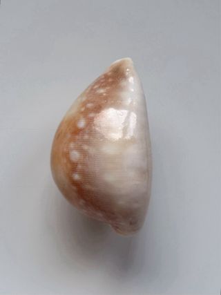 Caracola GIANT! - (dama)