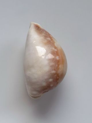 Caracola GIANT! - (dama)