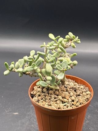 Ceraria portulacaria pot 7,5