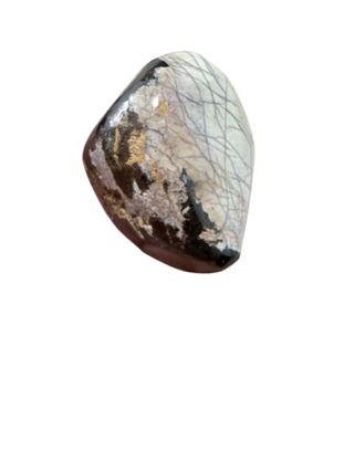 Hueso Pulido Dinosaurio Fósil Pieza única