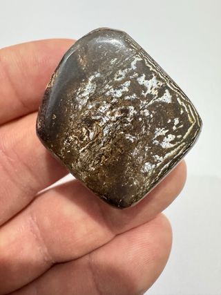 Hueso Pulido Dinosaurio Fósil Pieza única