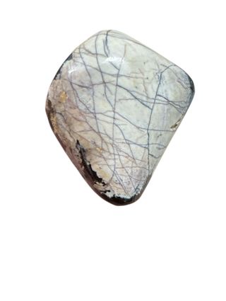 Hueso Pulido Dinosaurio Fósil Pieza única