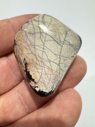 Hueso Pulido Dinosaurio Fósil Pieza única