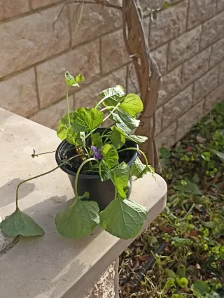 Viola mammola in vaso