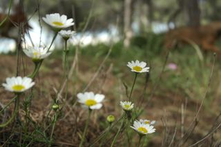 Samsung NX1000 Cámara Digital