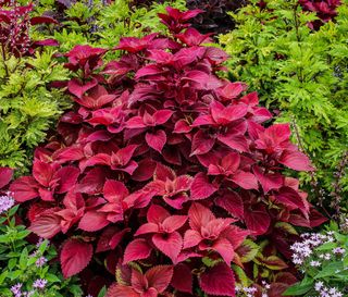 Set Piante Coleus Peter
