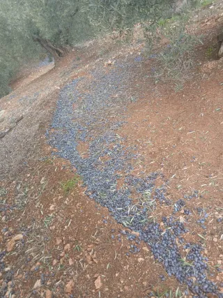 150 olivas en albacares