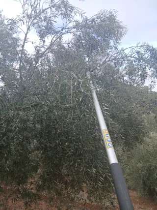 150 olivas en albacares