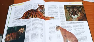 Libros mamíferos y dinosaurios