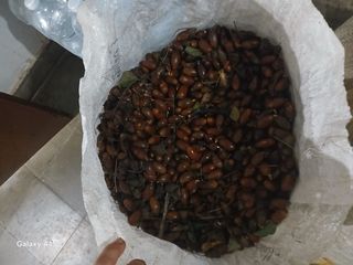 Bellotas para cochinos