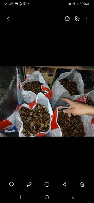 Bellotas para cochinos