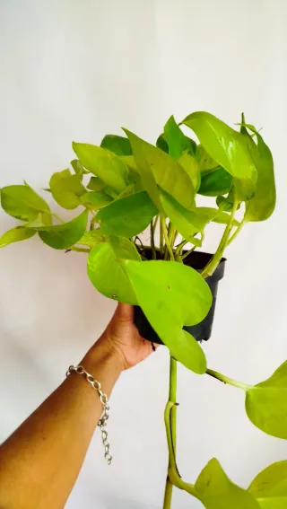 Planta Potho Neon