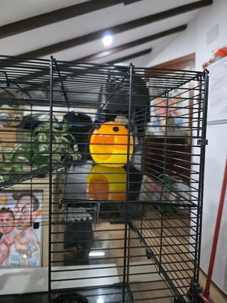 Jaula para roedores pequeños