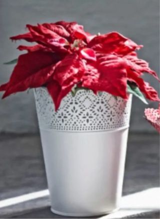 Lámpara de techo metal y maceta a juego de regalo