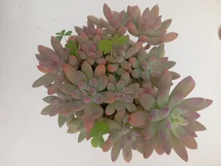 Graptosedum Francesco valdi en tiesto plástico.