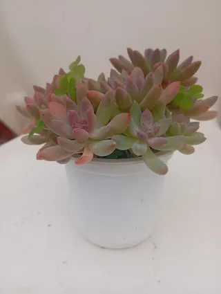 Graptosedum Francesco valdi en tiesto plástico.