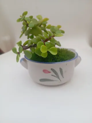 Suculenta Portulacaria en tiesto cerámica.