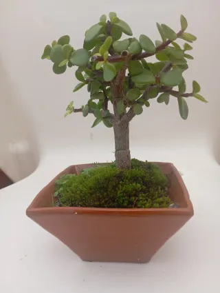 Suculenta Jade en maceta