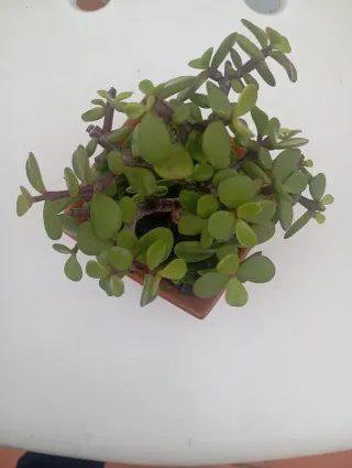 Suculenta Jade en maceta