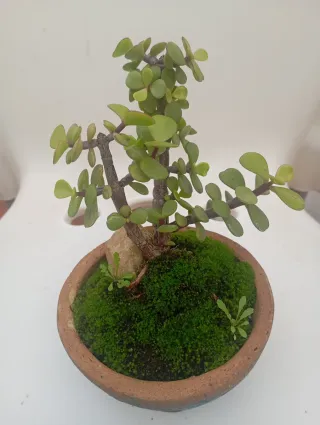 Suculenta en maceta de barro enraizada en roca.