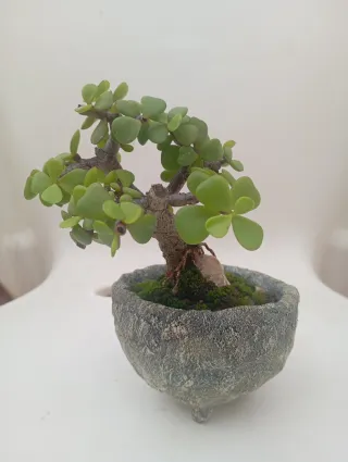 Suculenta Jade en macetade cemento.