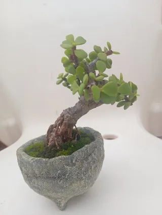 Suculenta Jade en macetade cemento.