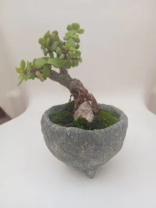 Suculenta Jade en macetade cemento.