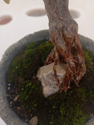 Suculenta Jade en macetade cemento.