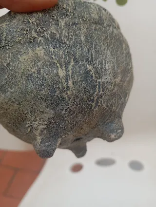 Suculenta Jade en macetade cemento.