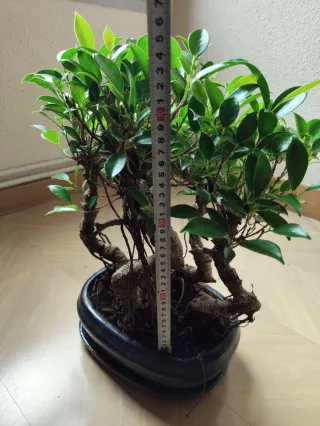 Bonsái bosque Ficus Retusa