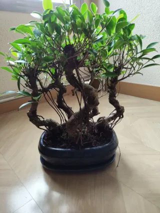 Bonsái bosque Ficus Retusa