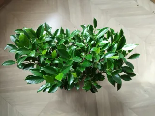 Bonsái bosque Ficus Retusa