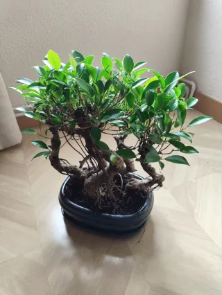 Bonsái bosque Ficus Retusa