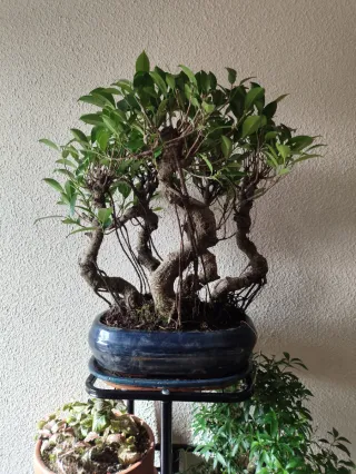 Bonsái bosque Ficus Retusa