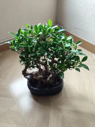 Bonsái bosque Ficus Retusa