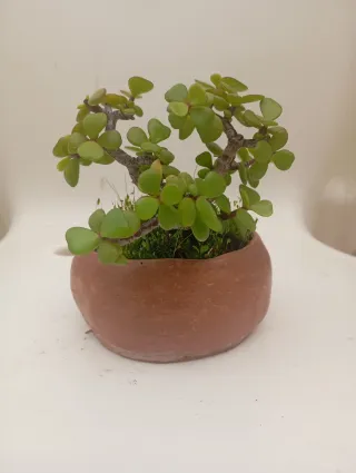 Suculenta Portulacaria en maceta de barro