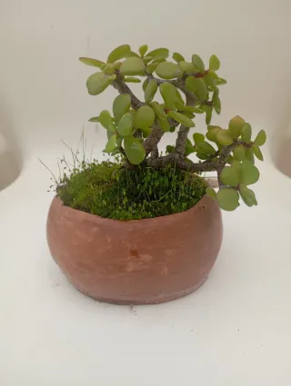 Suculenta Portulacaria en maceta de barro